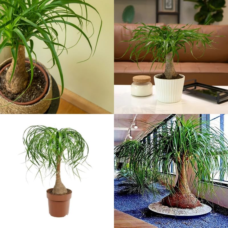 Nolina palm tree live plant, Live Elephant foot organic Ponytail palm plant  pack of 1 : Amazon.in: Garden & Outdoors
