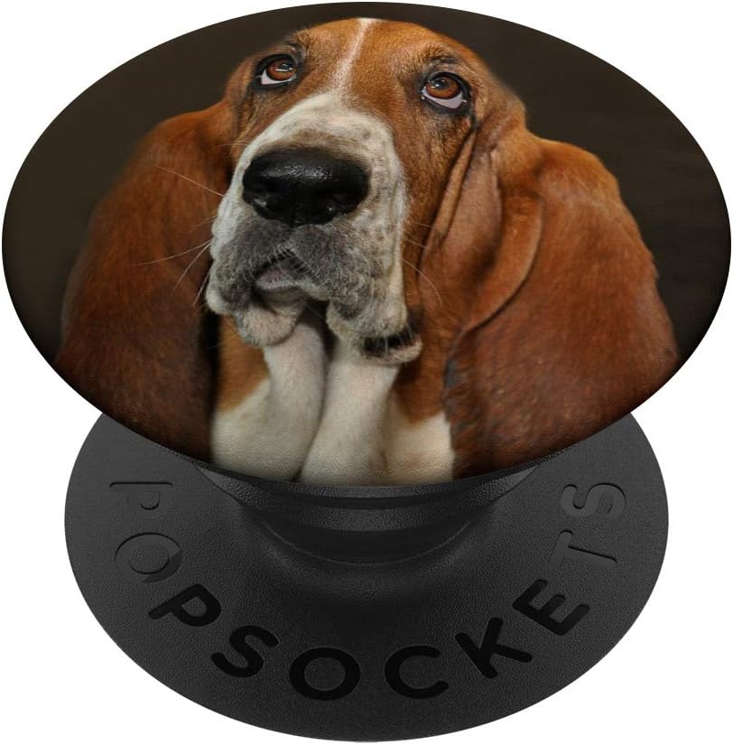 basset hound funny