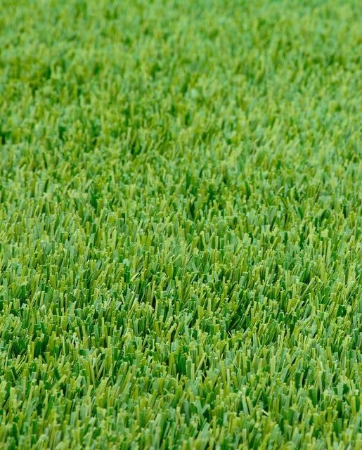 Image of Korean Nilgiri Imported Lawn Grass seeds for Home and Gardening (Pack of 400 grm)