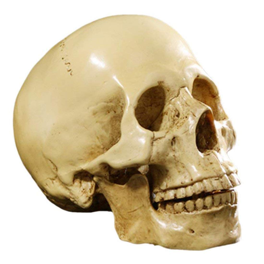 Modello di teschio umano a grandezza naturale anatomia anatomica insegnamento te