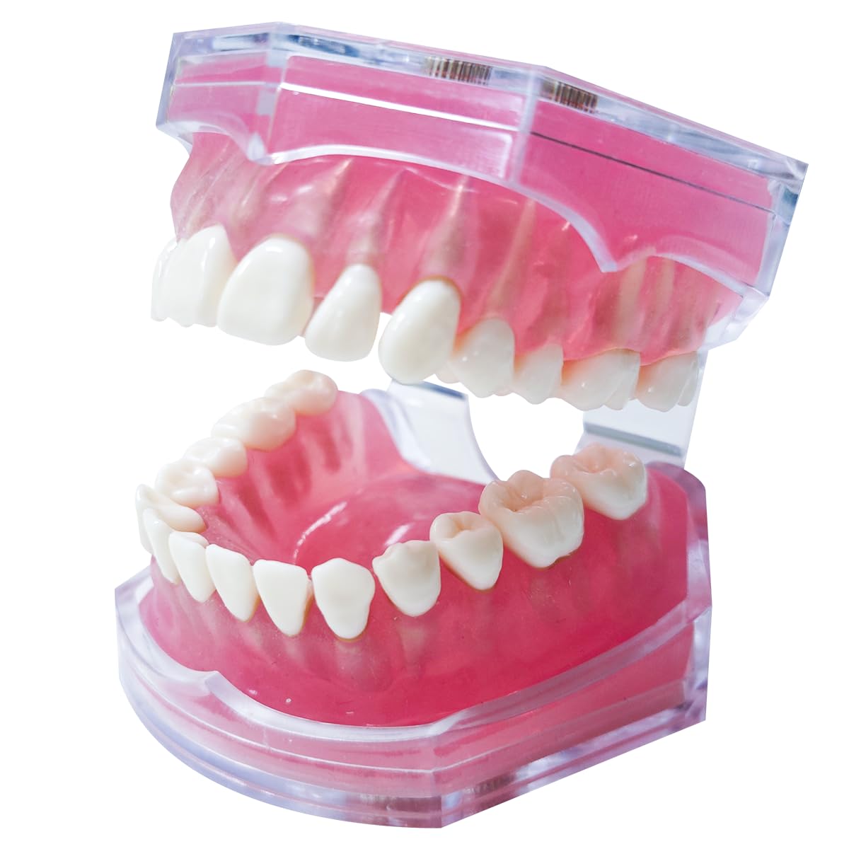 Photo 1 of Dental Demonstration Teeth Model with All Removable Teeth, Standard Study Teaching Dental Model Teeth Education and Demo Typodonts Model Ideal for Dental Professionals and Students