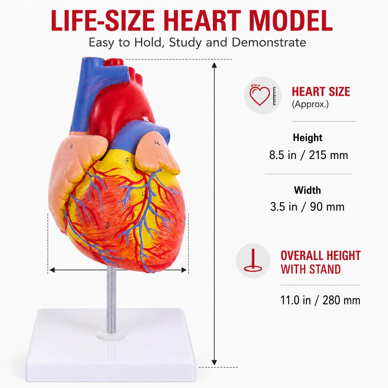 Life Size Heart Model - 34 Anatomy Structures -5