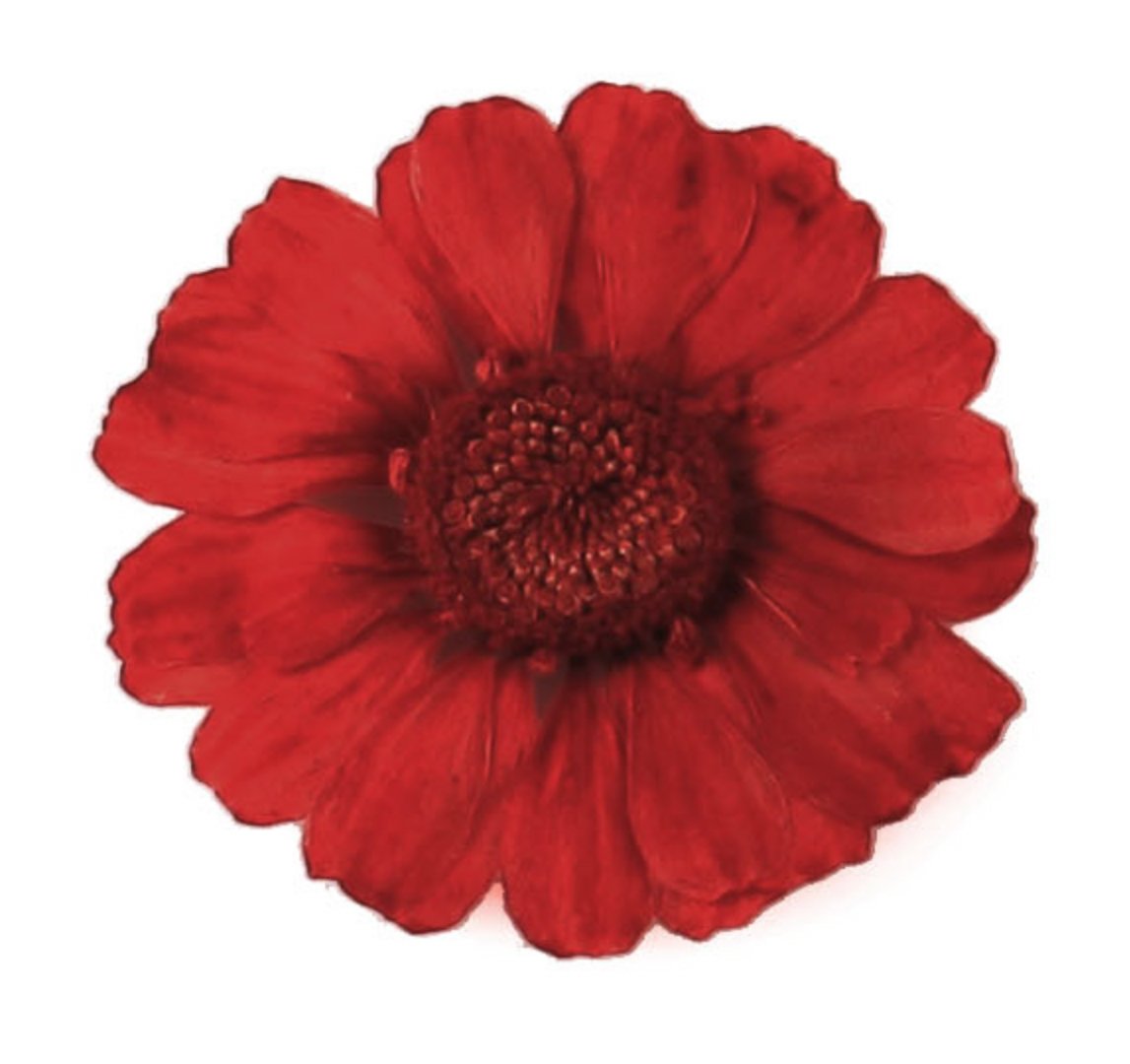 Silver J Pressed real dried flowers, 20pcs. Red miniature chrysanthemum. art & craft materials.