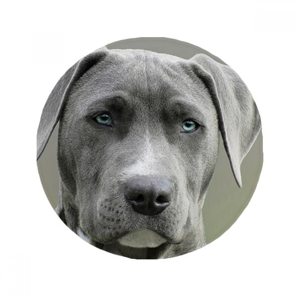 Tapis de sol beau chien 60cm, idée cadeau originale pour la maison