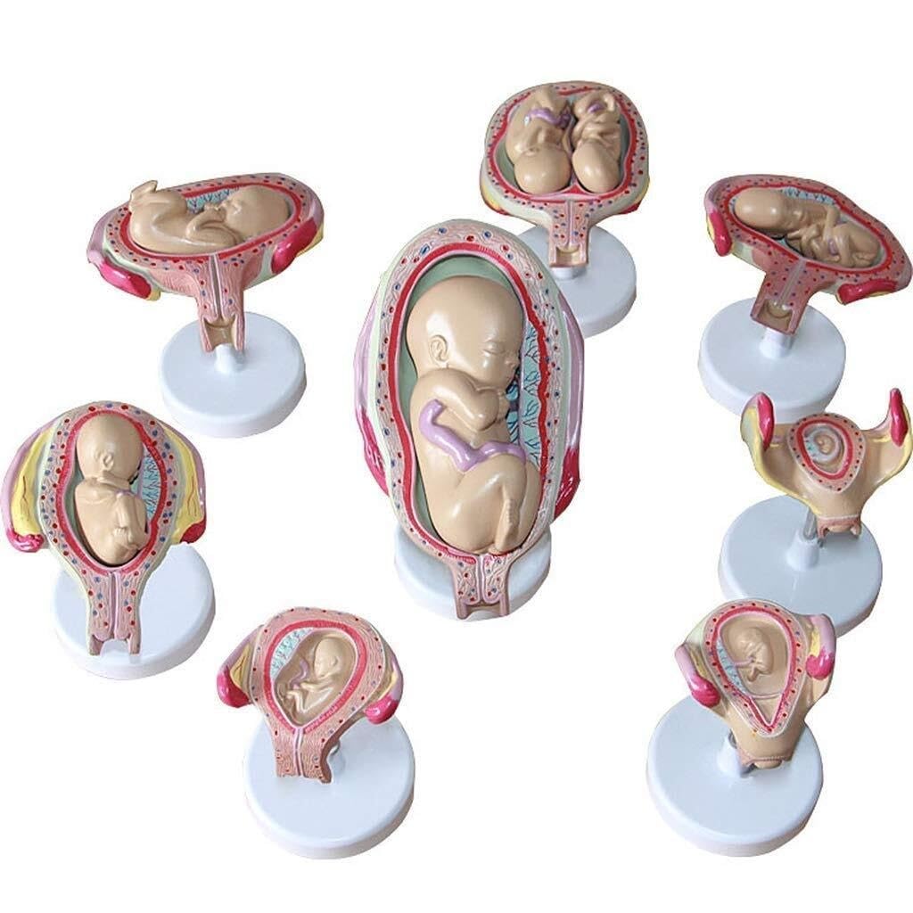 HEQIM Fetal Development Process Model Set, Medical Model Scientific Human Anatomy, Human Anatomy Model, Pregnancy Development Process Model, Medical Teaching Tool Toy