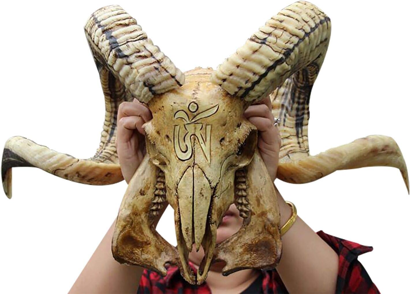 Natural Sheep Ram Skull Wall Hanging and Longhorn Steer Authentic Ram Skull with Horns Handmade Carved Ram Head Skull Large Curled Horns - Home Decor, Collectible (Gold)