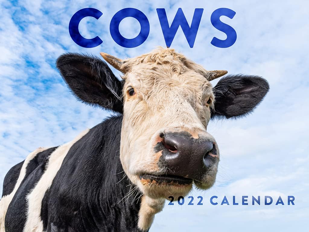 Cow Calendar 2022 Amazon.com : Cows 2022 Wall Calendar Cattle Farm Animals Cute Country  Farmer Cows Calendar Cattle Large 18 Month Calendar Monthly Full Color  Thick Paper Pages Folded Ready To Hang Planner Agenda 18X12