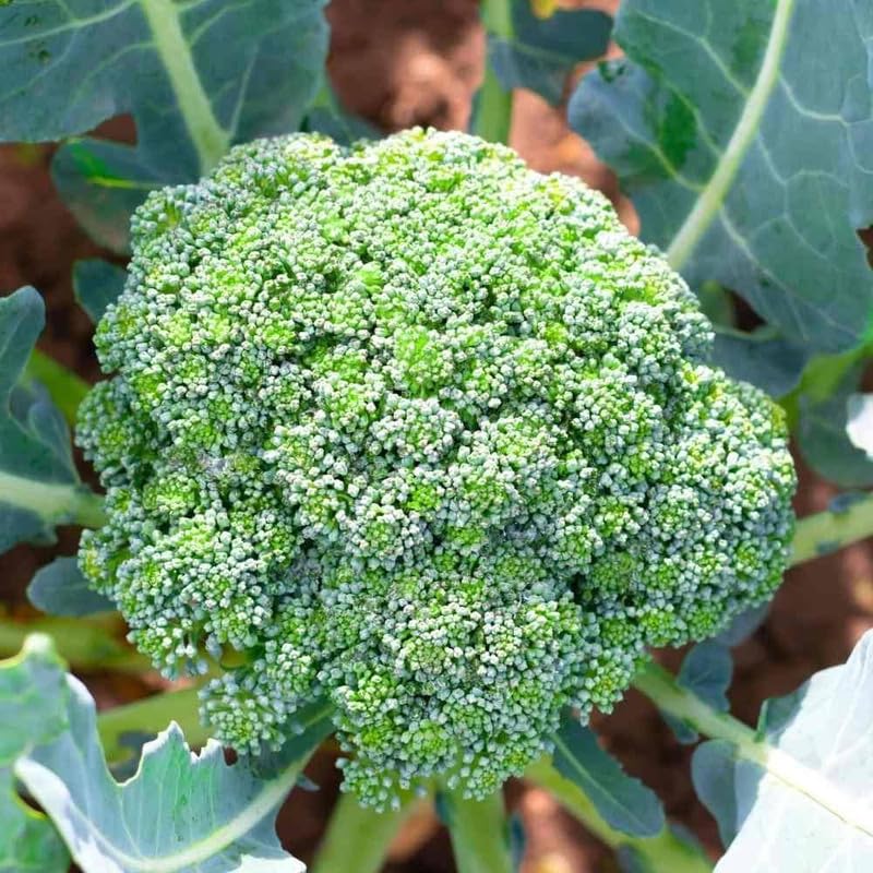 Orginal Broccoli Sprout Seeds Pack of 14 (B0CSDQXVZN) Amazon Price History, Amazon Price Tracker