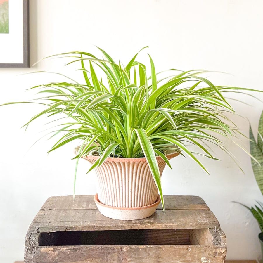 Spider Plant Decorative Balcony Plant for Home Gardening and