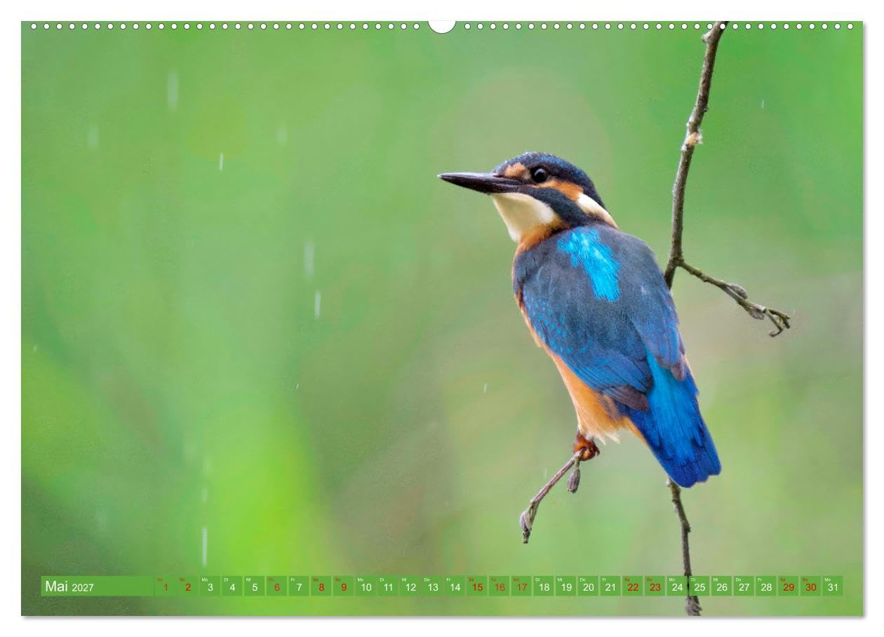 CALVENDO - Geliebtes Federvieh (hochwertiger Premium Wandkalender 2027 DIN A2 quer), Kunstdruck in Hochglanz: Eine Sammlung von Vogel-Fotografien, unterschiedlicher Arten und Familien.