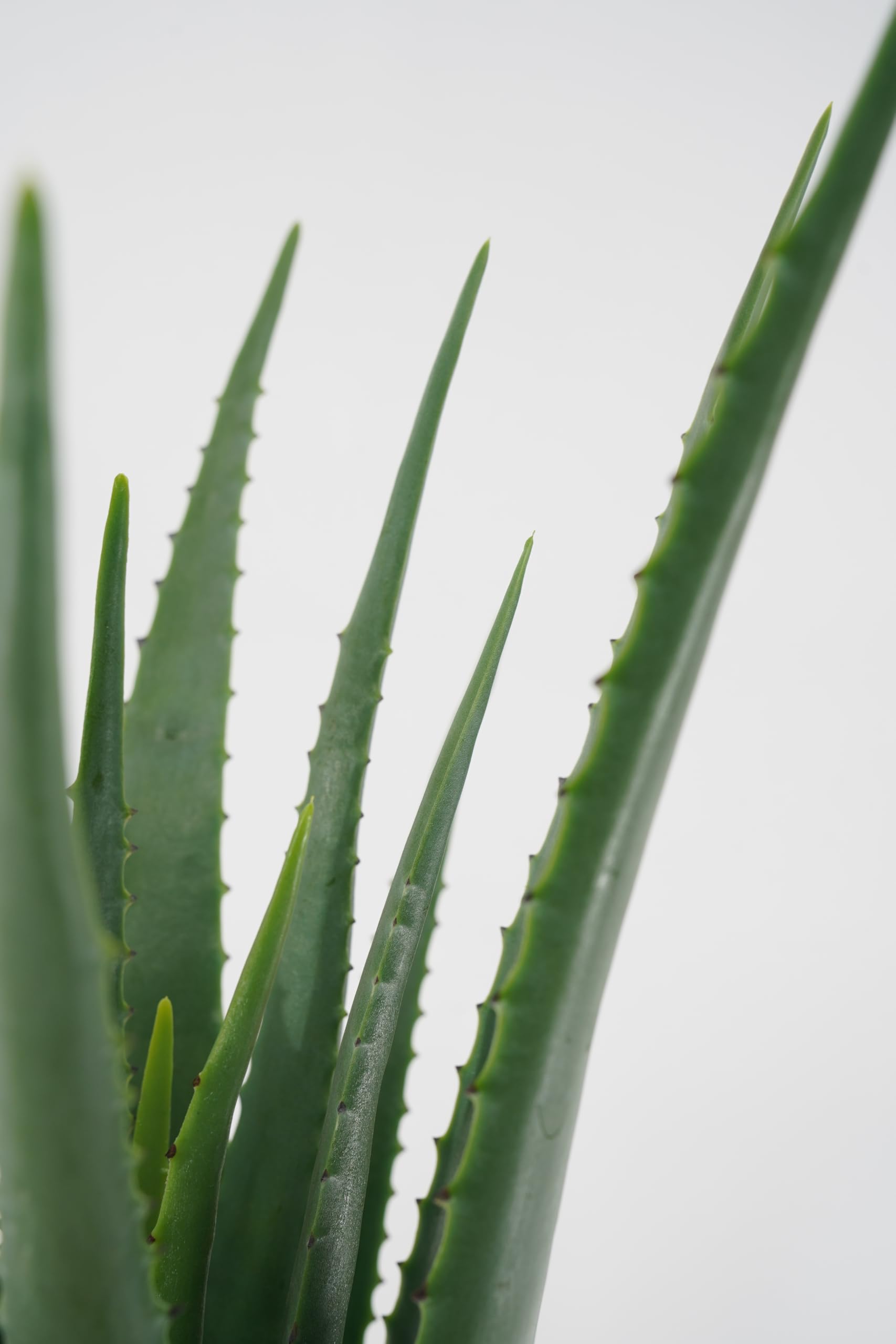 Aloe Artificiale Pianta Grassa Sintetica Realistica Foglie in Pvc per Arredare Interni e Attività Commerciali (Elisa - Aloe 69 cm)