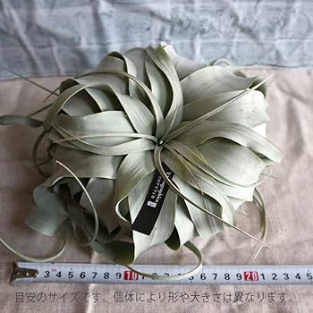 エアープランツキセログラフィカ3株789番 エアープランツ