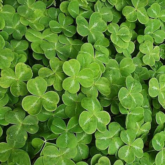 Sementi da prato TRIFOGLIO NANO FITO’ (Sementi da prato TRIFOGLIO NANO FITO’ conf. da 5kg, 5000, grammo)
