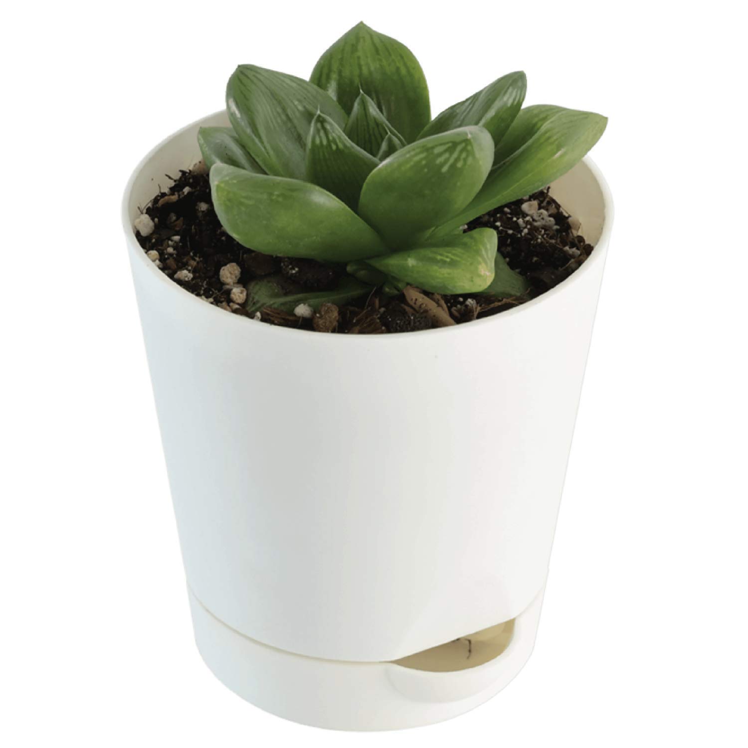 Ugaoo Haworthia Cymbiformis Succulent Plants Live With Self Watering Pot (B081YXS8CY) Amazon Price History, Amazon Price Tracker