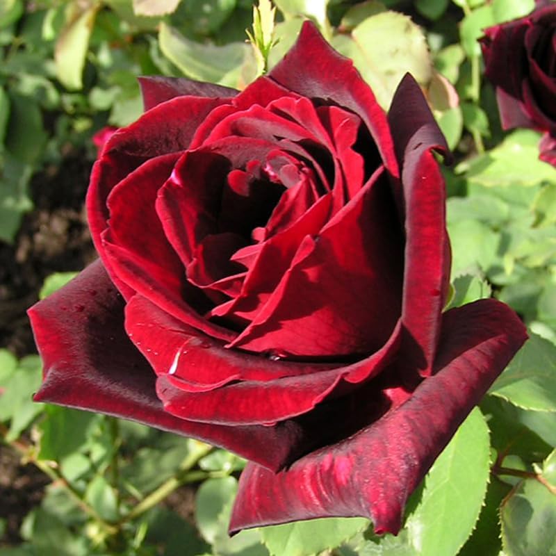 Rose Plant Live, Roses Bush for Outdoor Garden, 5-10 Inch Tall, Ornamental Flowering Shrub with Fragrant Blooms, Ready to Plant (Red Rose)