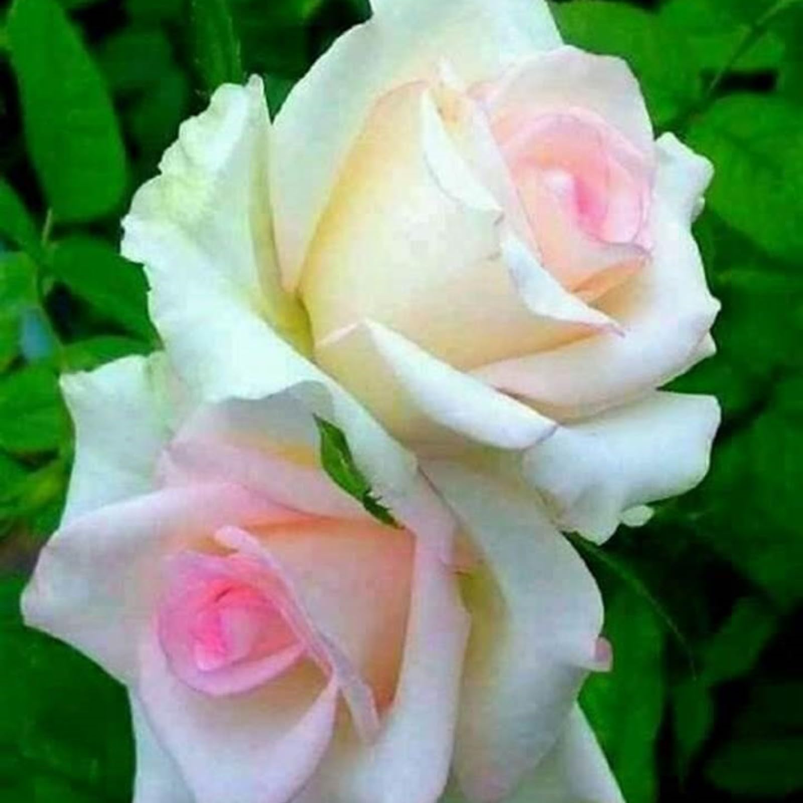 Unique Rose Bulbs for Planting Now UK Ornamental Perennial Natural Organic Excellent Good for Containers Cold-Resistant Easy Plant Display Greening Flower-2bulbs-K — image 1