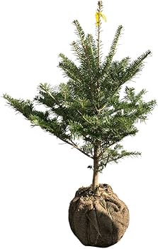 完売　　【天然＊野生の可愛い樅の木さん】もみの木/縁起の善い新芽がどっさり！ 完売 【天然＊野生の可愛い樅の木さん】もみの木/縁起の善い