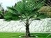 Produktbild Trachycarpus Wagneriana 60 cm. Frostharte Hanfpalme