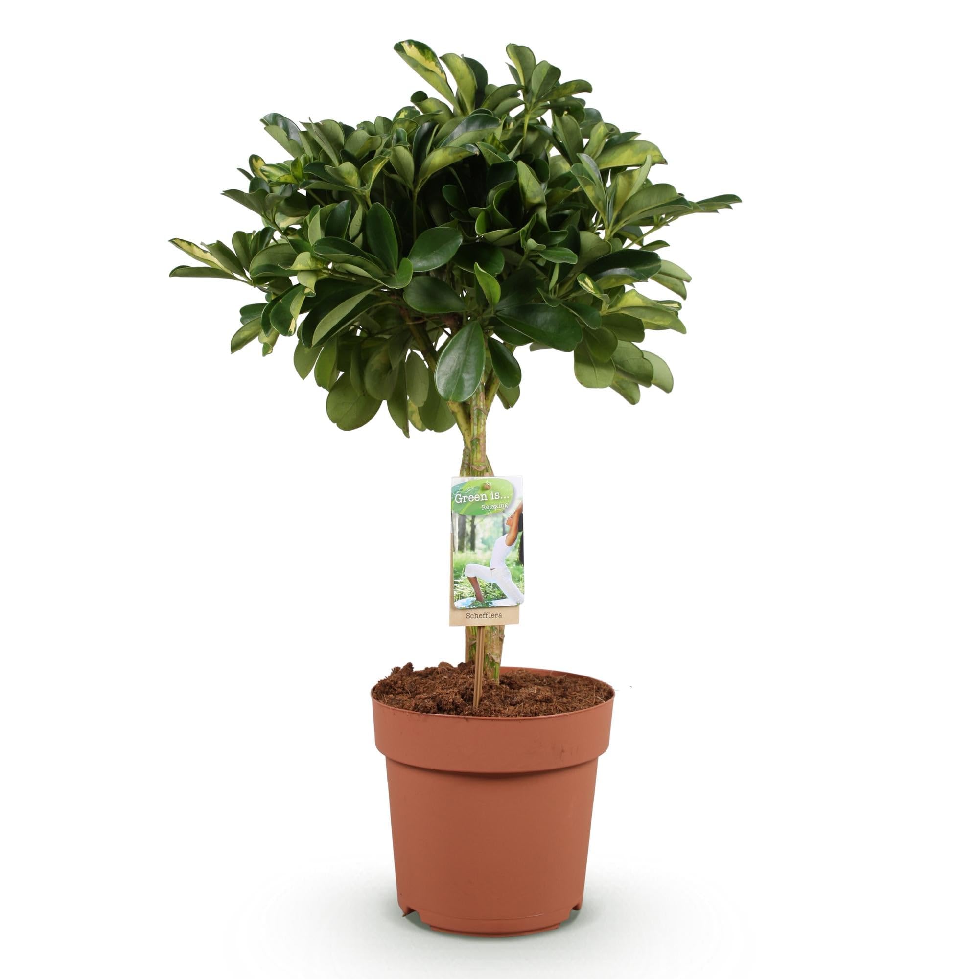 Schefflera Gold Capelle plante d'intérieur verte et or pour débutant sans entretien