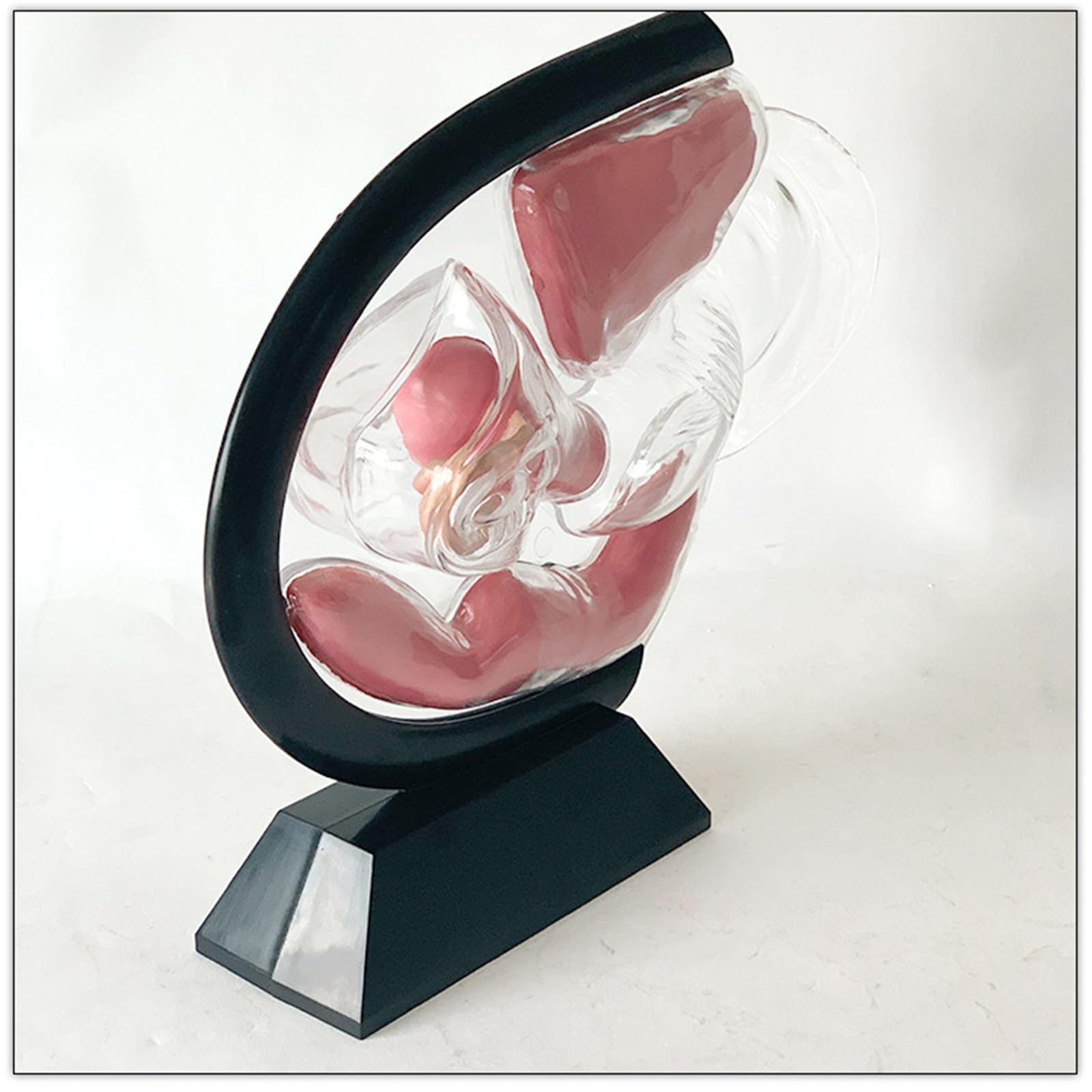 Transparentes Gebärmuttermodell, Modell des weiblichen Fortpflanzungssystems, abnehmbares anatomisches Beckenmodell for den Unterricht in Menstruationstassen(Black)