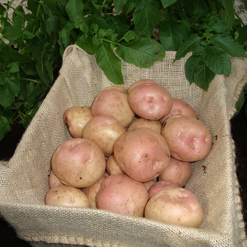 Main Crop Seed Potatoes Kerr's Pink, Main Crop Variety,X20 Tubers, Ready for Planting Now.