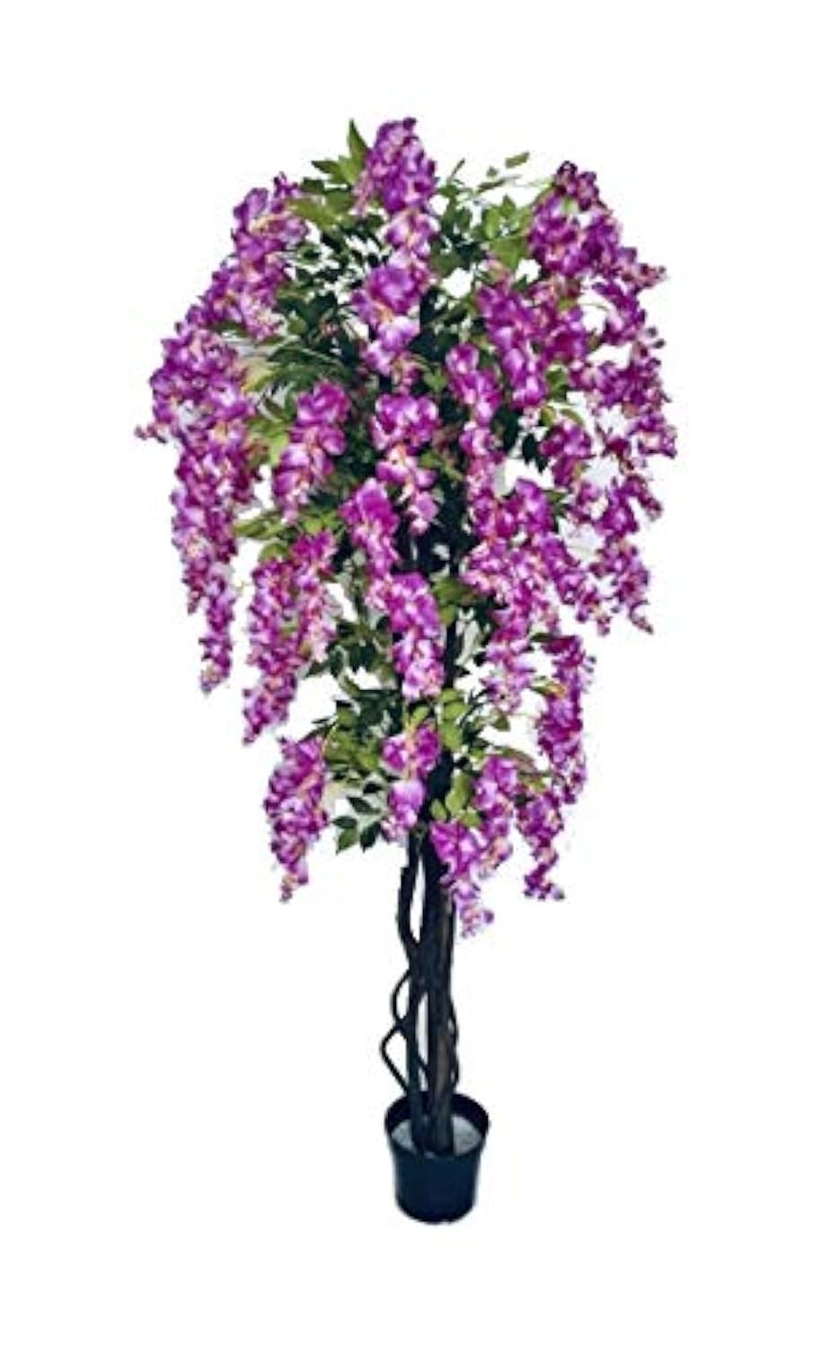 AMERIQUE Wisteria Tree