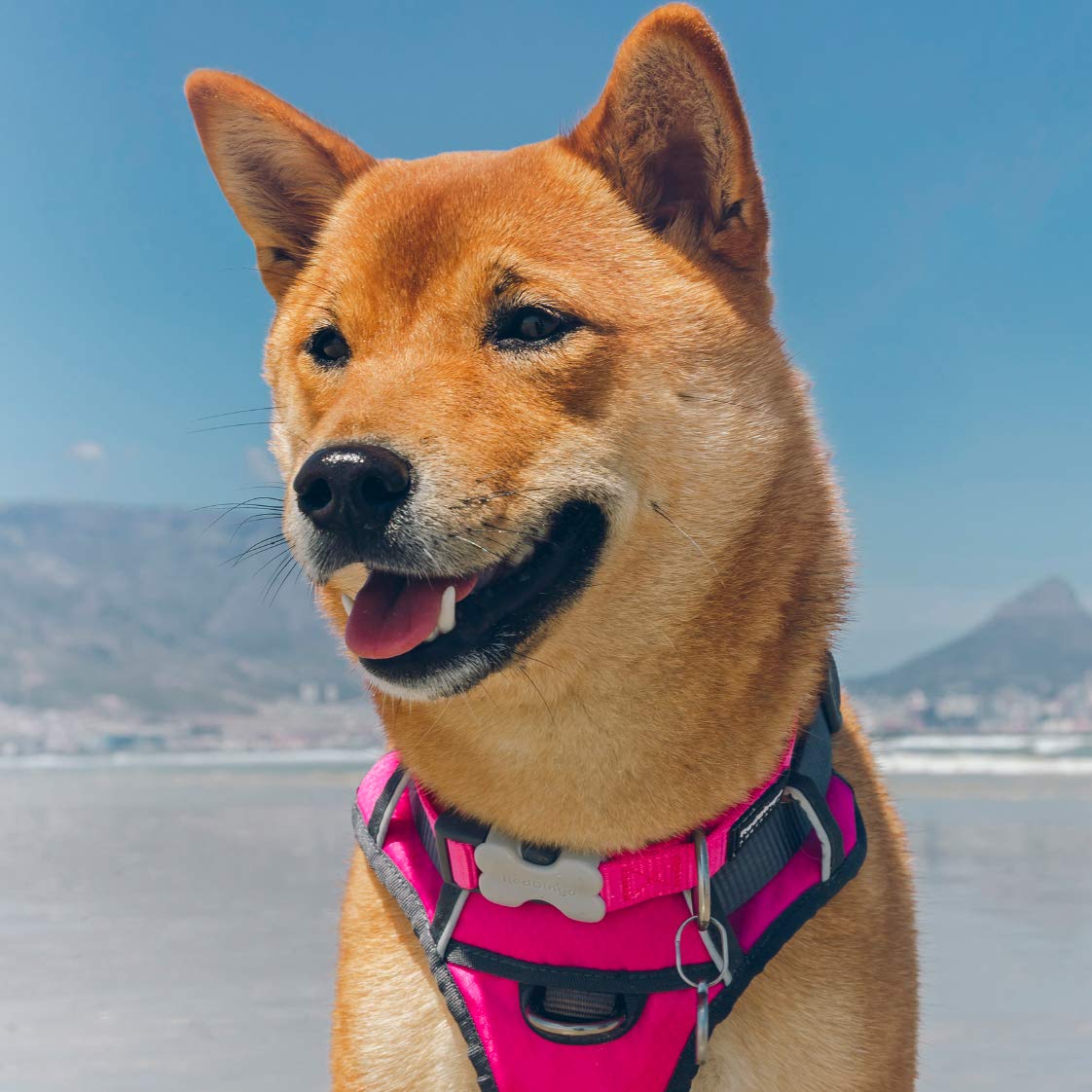 Red Dingo Hundegeschirr, gepolstert, Größe S, Hot Pink