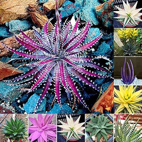 yanbirdfx Green Garden Flower Plants-100Pcs Rare Aloe Vera Seeds Succulent Herbal Balcony Garden Potted Bonsai Plant - Assorted Colors Aloe Vera Seeds# Cover