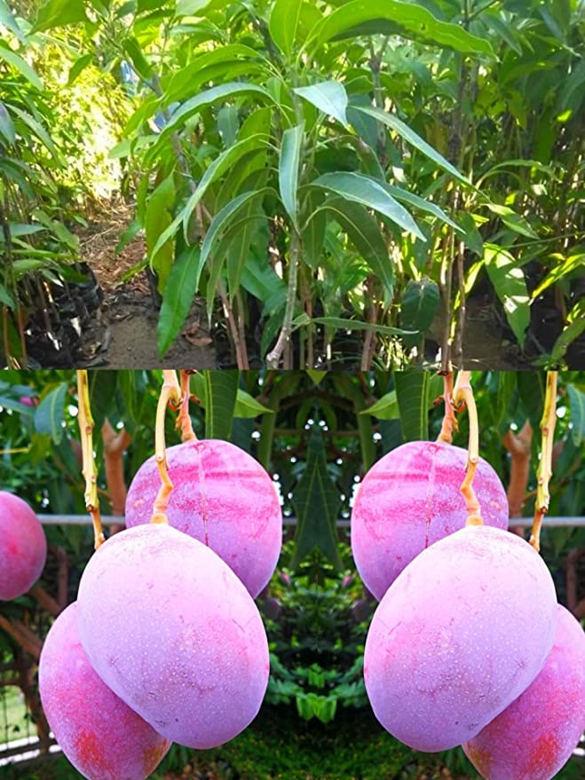 Trendygreens Original Miyazaki ("Pack of 1") Mango Plant - Eggs Of The Sun, The Miyazaki Mangoes Are Also Known As Taiyo-No-Tomago In Miyazaki (Japan)1