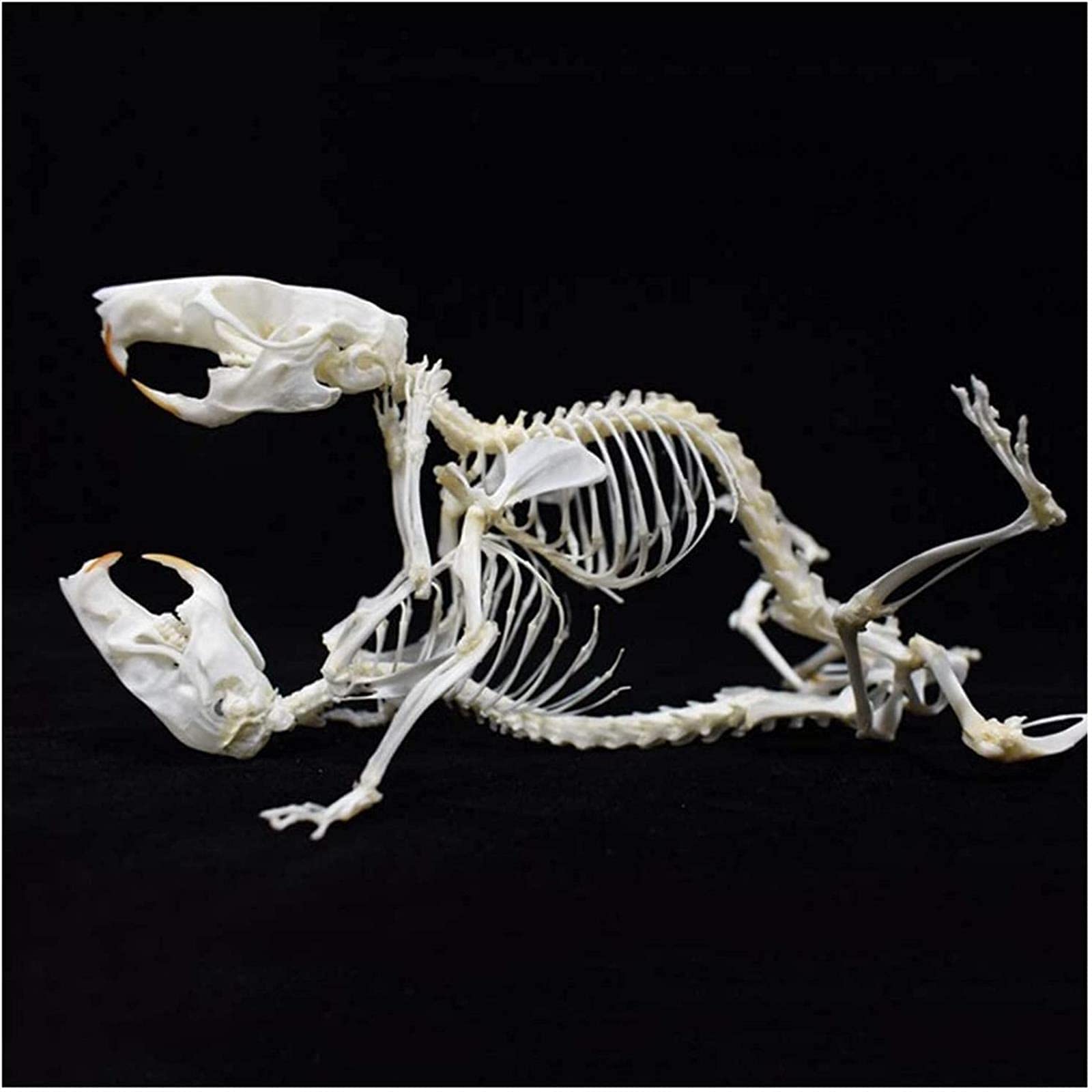 動物の骨 Amazon.co.jp: 動物の骨の標本モデルラットの骨格の骨のモデルセクシー