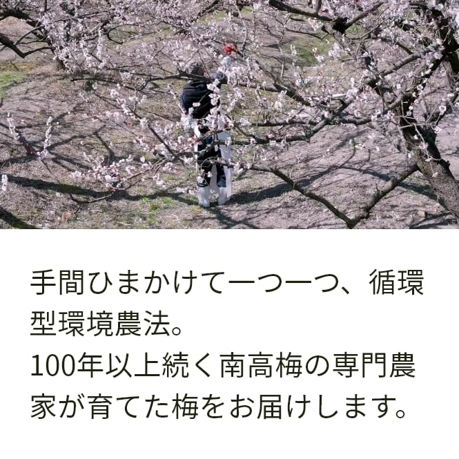 Amazon | Irodoriya 南高梅 樹熟梅 (きじゅくうめ) 1kg 和歌山産 