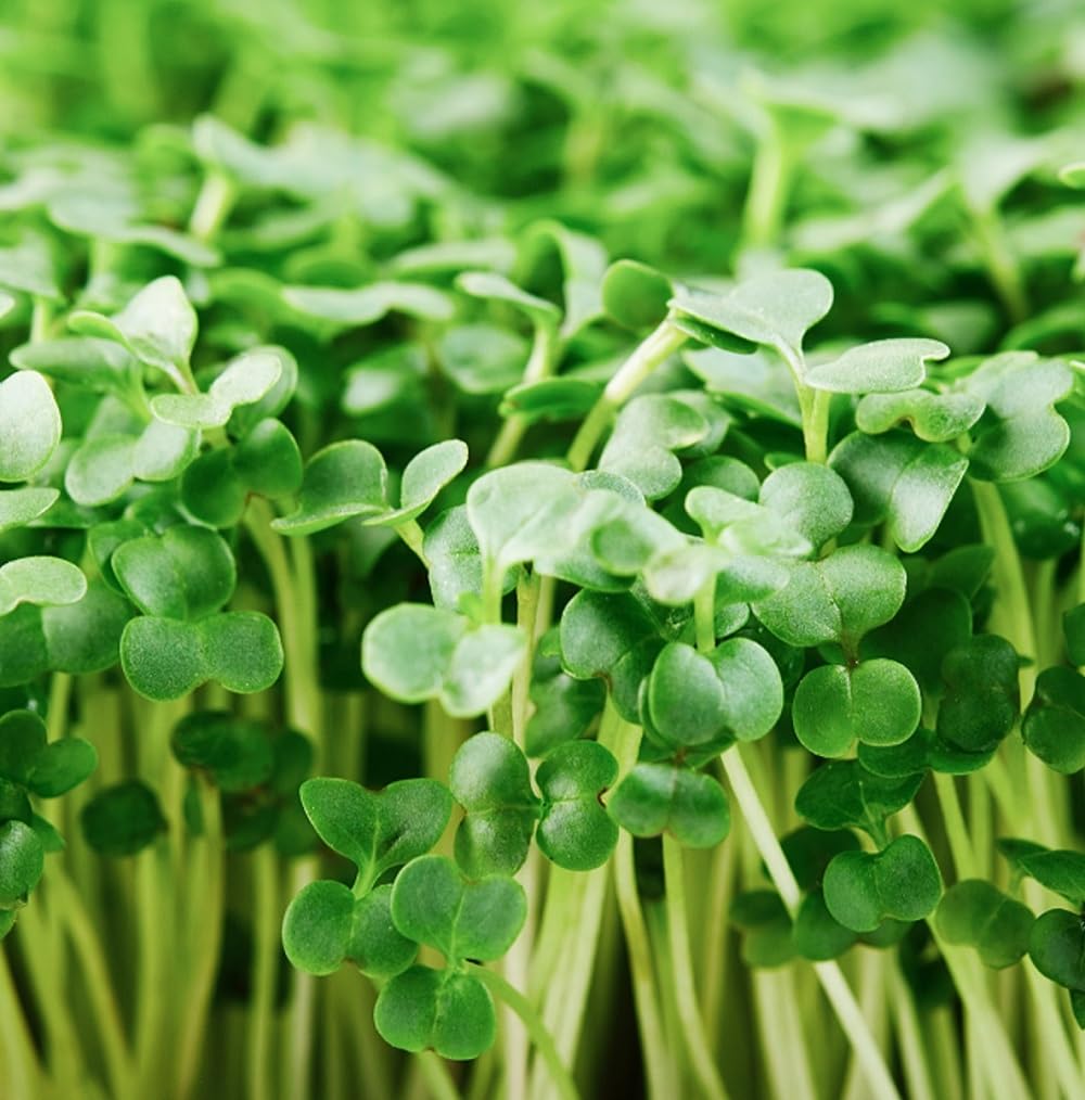 Axel's Garden Seeds Di Cicco Organic Broccoli Seeds 1/2 lb
