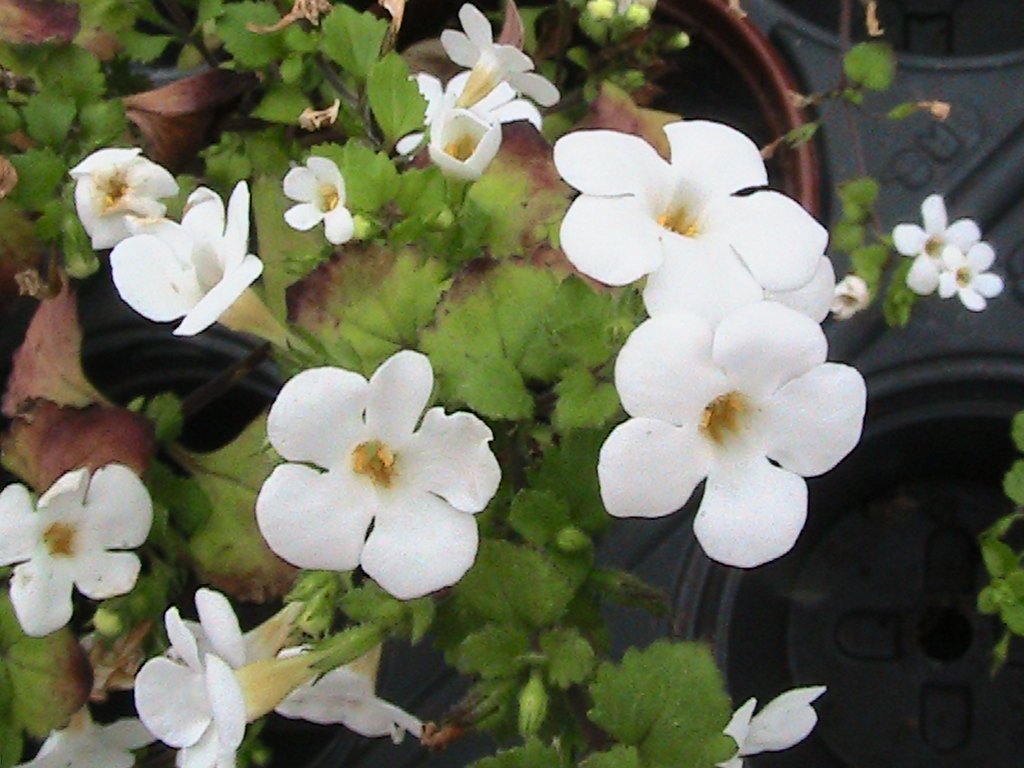 5 BACOPA PLUG PLANTS (Great White) BASKET