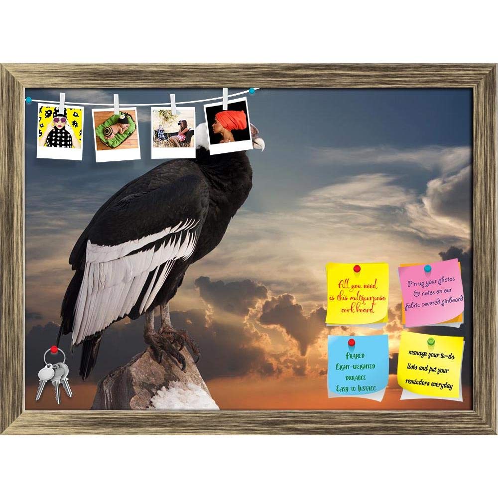 ArtzFolio Andean Condor Sitting On Rock | Bulletin Board Notice Pin Board | Vision Soft Board Combo with Thumb Push Pins & Sticky Notes | Antique Golden Frame | 27.4 x 20 inch (70 x 51 cms)