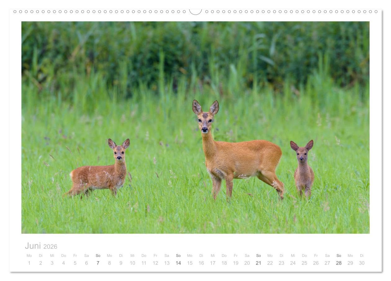 Rehwild 2026 (hochwertiger Premium Wandkalender 2026 DIN A2 quer), Kunstdruck in Hochglanz