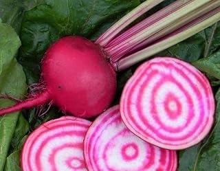 Candy Cane Striped Chioggia Beet Seeds Verbar Vegetable Pink Bullseye Beets Seed 100 Easy to Grow, Plant, Seasons,
