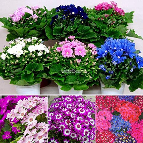 50 Melón Foglia Crisantemo Semi Chrysant Crisantemo Giardino Fiori Semi WS: Semillas