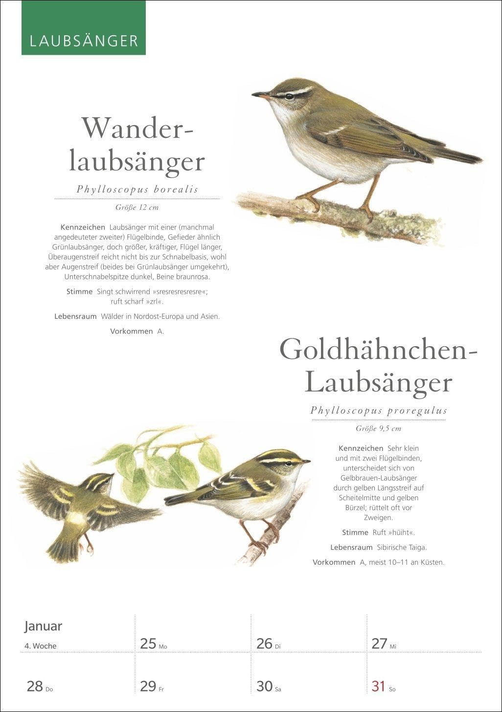KOSMOS Was fliegt denn da? Wochenplaner 2027 - Der Kalender zum KOSMOS-Naturführer: Der Kalender zum KOSMOS Naturführer. Die bunte Vogelwelt unserer ... und fundierten Informationen