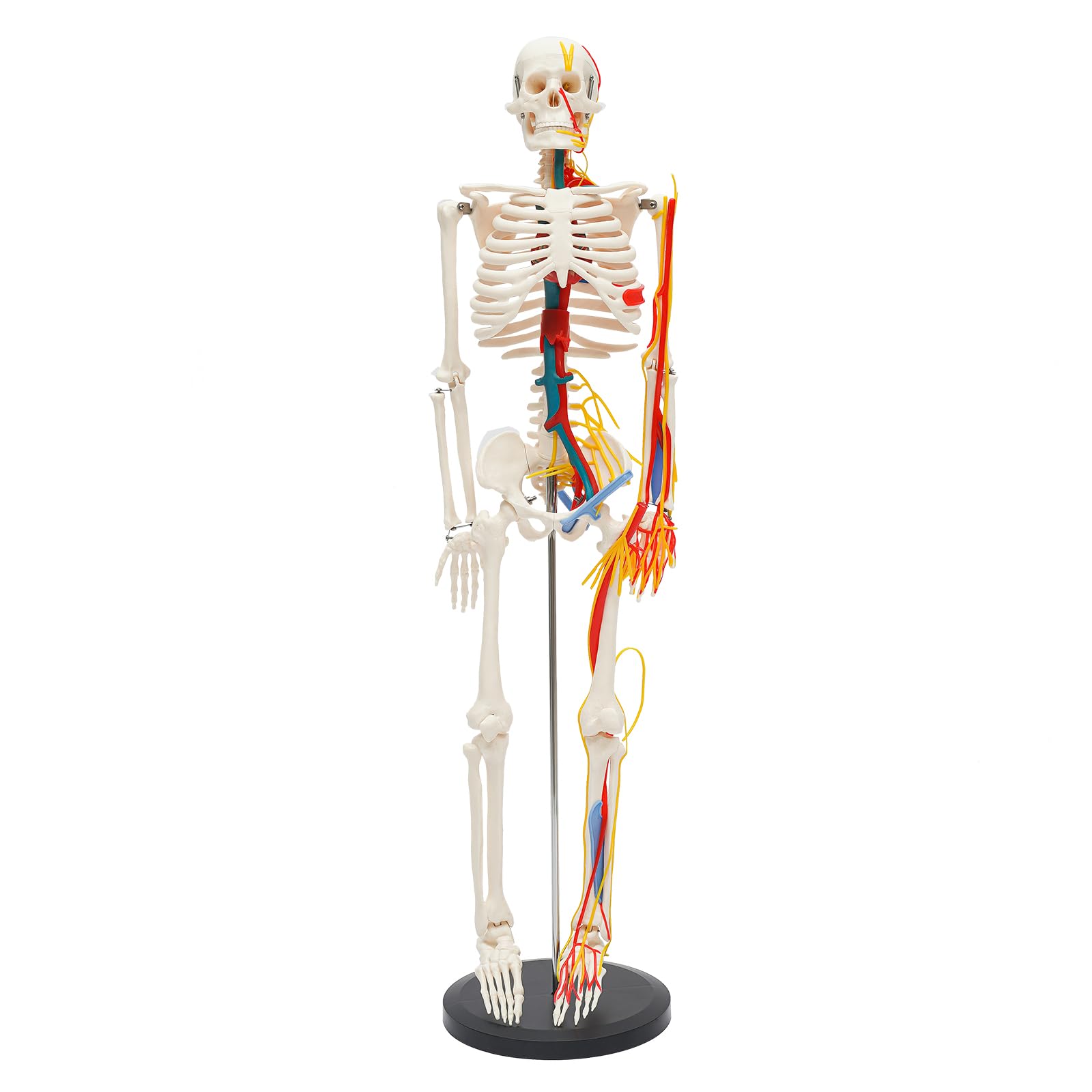 PIAOCAIYIN Human Skeleton Model for Anatomy, 34
