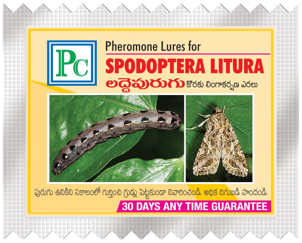 Pheromone Lures for Spodoptera litura - replacement lure-50pack-picture-13
