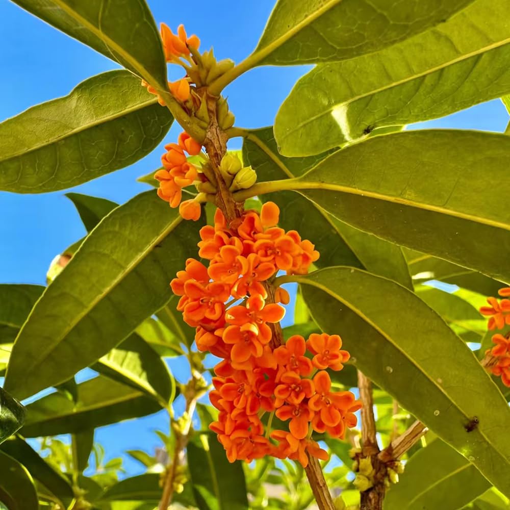 osmanto fragrans cortadas de de interior osmanto fragante inusuales decoraciones jardín exteriores Decoración resistentes en macetas interior 85semillas