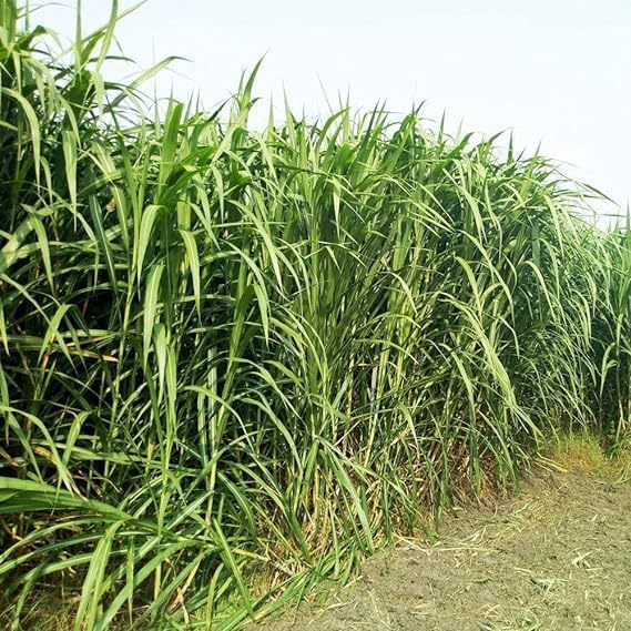 Image of Super Napier Grass Seeds Hybrid Multicut Fast Growth Green Grass Hari Ghaas Beej Pack of 1000 pic