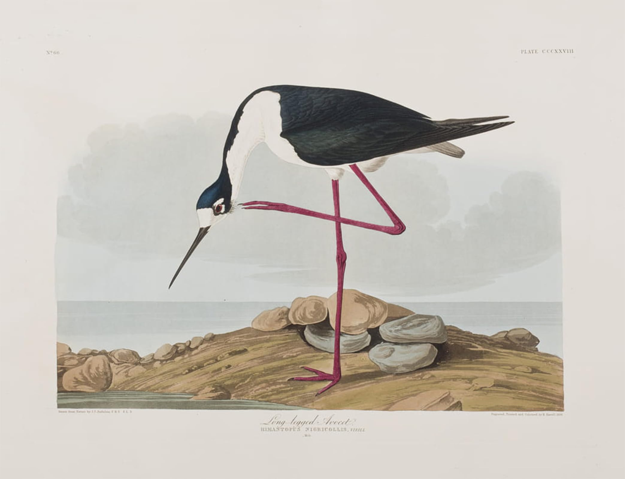 SERENDIPITP Abstract Painting Mural Print Picture Wall Decor Painting Illustration From birds of America by John Jamess Audubon Vintage Wall Artwork for Home Decor 60x90cm
