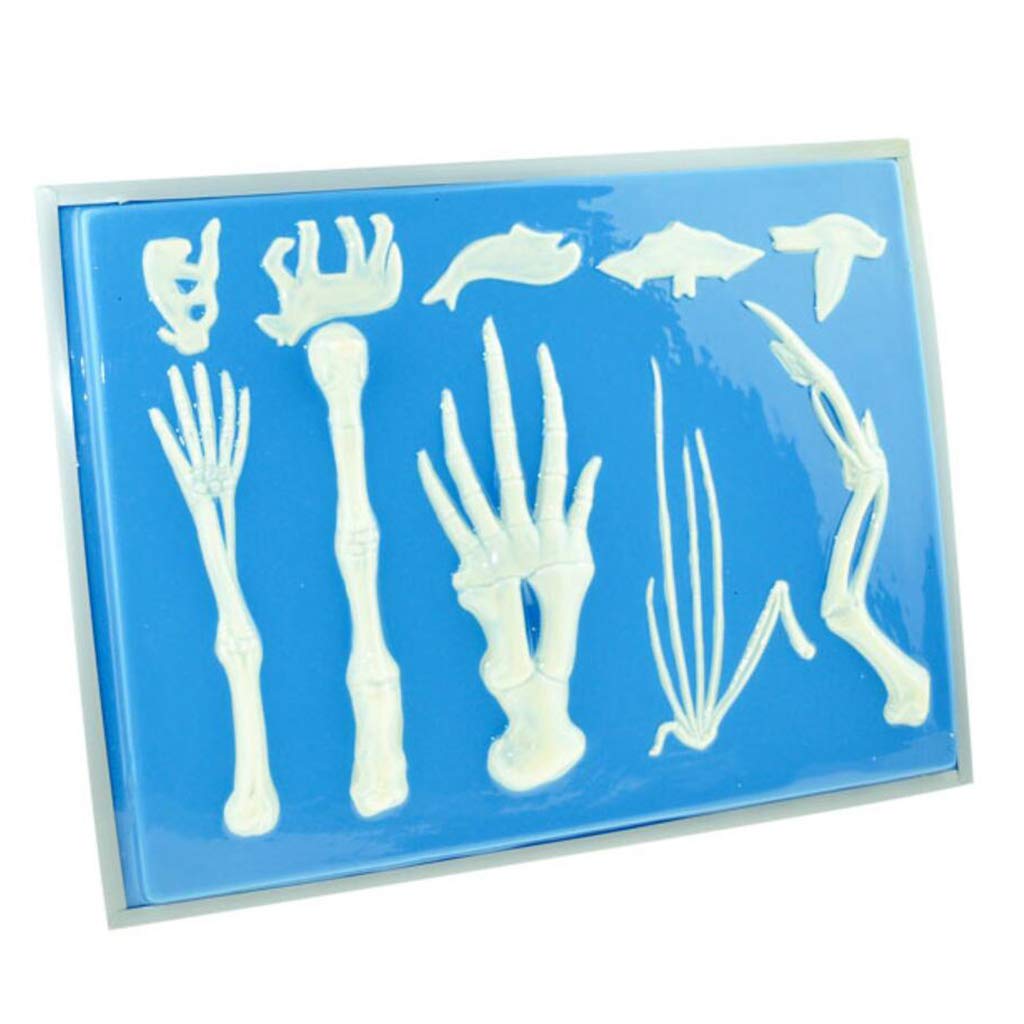 Sjdopulse Human Anatomy Skeleton Model,Medical Anatomical Skeleton Vertebrate Forelimb Bone Comparison Model- For Medical Educational Training Aid Anatomical Model