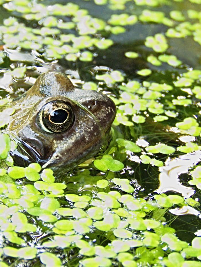 Duckweed Floating Oxygenated Live Plants 200+ Aquarium Pond Plants