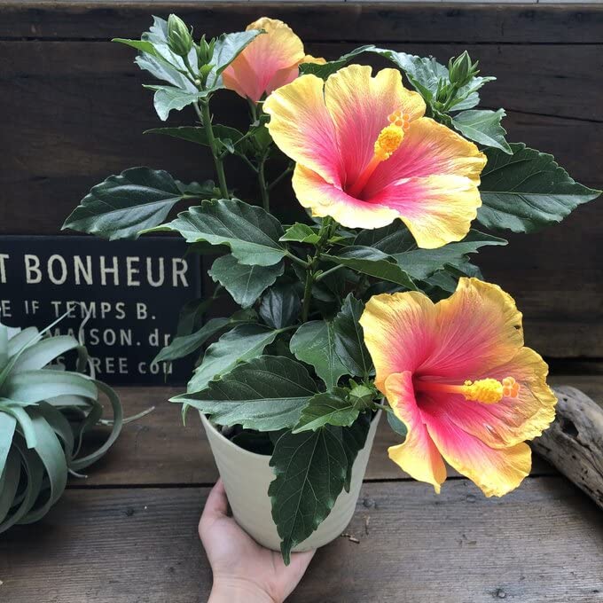 Amazon.co.jp: サンセット ハイビスカス 夏色 大苗 ガーデニング