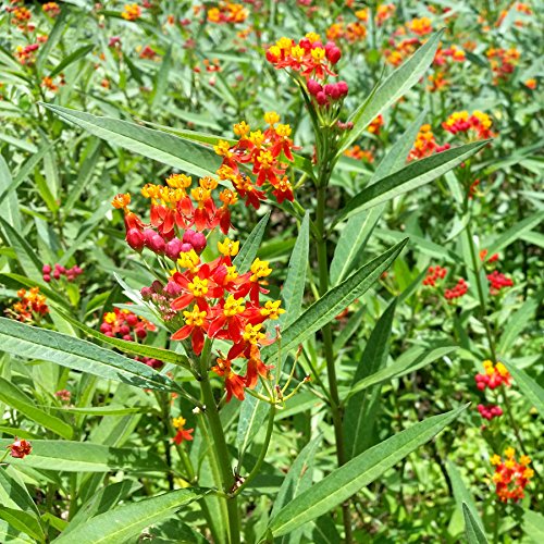 Amazon.com : Park Seed Butterfly Weed Flower Plant Seeds, Easy to Grow,  Perfect for Spring Garden, Tropical Butterfly, Pack of 50 : Patio, Lawn &  Garden