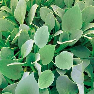 Amazon Co Jp 日陰 野菜 種 Diy 工具 ガーデン