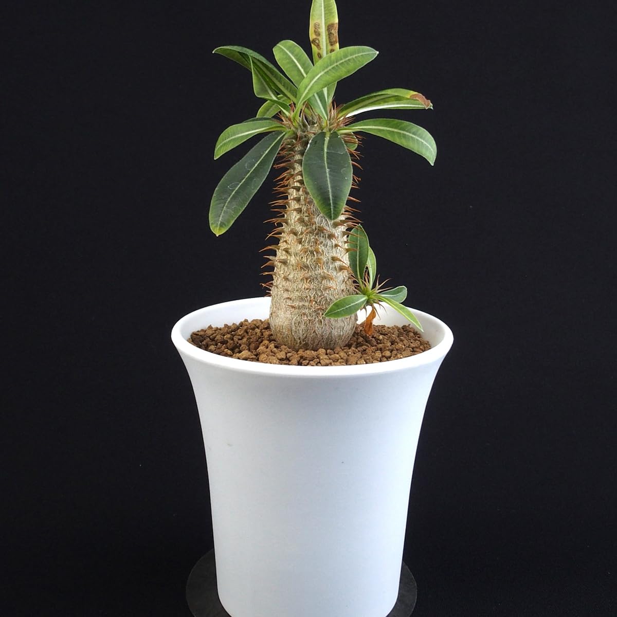 Amazon.co.jp: パキポディウムマカイエンセ 3分頭｜多肉植物 : ホーム 