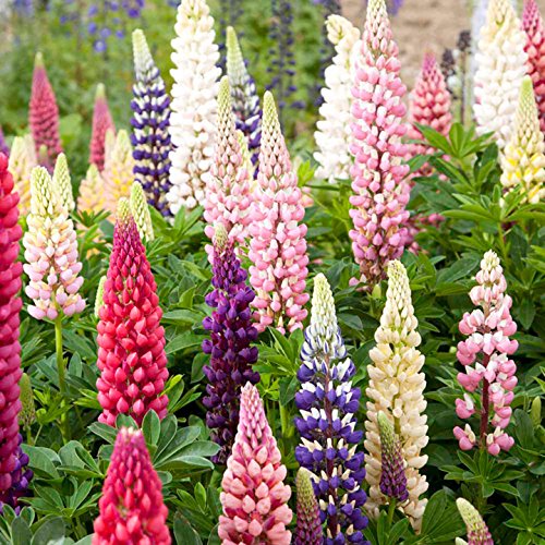 Lupin Seeds - Russell Mix